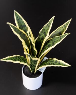 Naturtro Kunstig Sansevieria i hvid krukke – Svigermors skarpe tunge (40 cm) - Billede 3