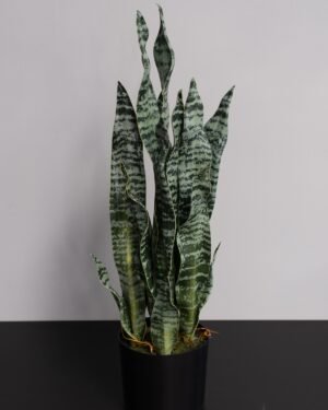 Eksklusiv Kunstig Sansevieria Zeylanica i Potte – Naturtro Design (60 cm) - Billede 5