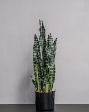 Eksklusiv Kunstig Sansevieria Zeylanica i Potte – Naturtro Design (60 cm) - Billede 2