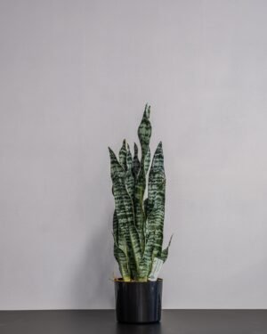 Eksklusiv Kunstig Sansevieria Zeylanica i Potte – Naturtro Design (60 cm) - Billede 4