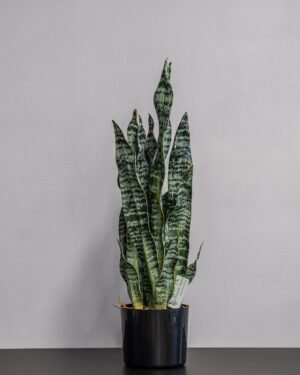 Eksklusiv Kunstig Sansevieria Zeylanica i Potte – Naturtro Design (60 cm) - Billede 3