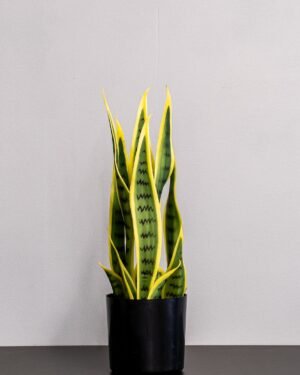 Eksklusiv Kunstig Sansevieria i Melaminpotte – Naturtro Design (50 cm) - Billede 3