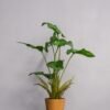 Kunstig Alocasia Cucullata