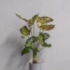 Kunstig Caladium