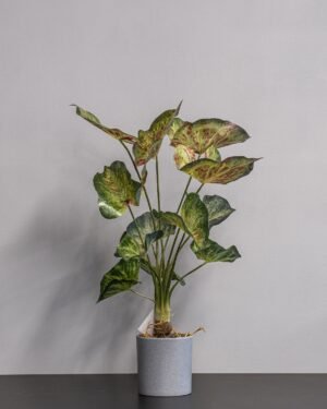 Kunstig Caladium