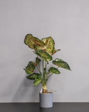 Eksklusiv Kunstig Caladium i Potte – Naturtro Design (60 cm) - Billede 4