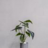 Kunstig Alocasia