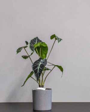 Eksklusiv Kunstig Alocasia i Potte – Naturtro Design (40 cm) - Billede 3