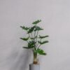 Kunstig Filodendron