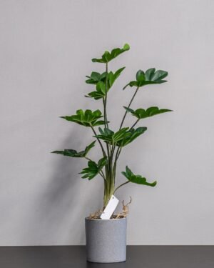 Eksklusiv Kunstig Filodendron i Potte – Naturtro Design (60 cm) - Billede 3