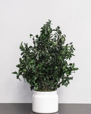 Potteplante Konserveret Pittosporum - Vedligeholdelsesfri og Bæredygtig 8 Potteplante Konserveret Pittosporum - Vedligeholdelsesfri og Bæredygtig - Billede 3