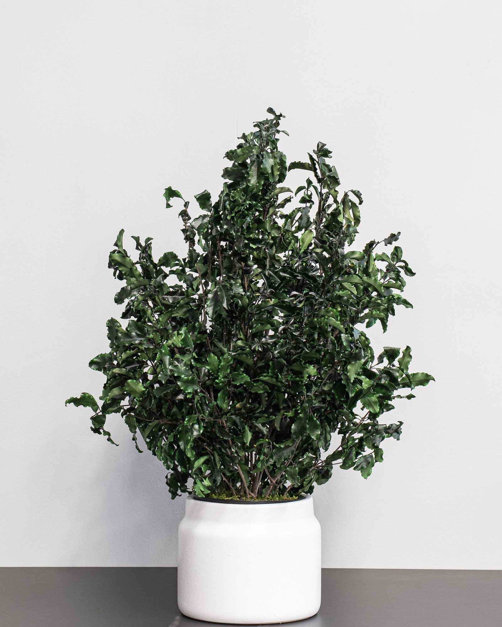 Potteplante Konserveret Pittosporum - Vedligeholdelsesfri og Bæredygtig 3 Potteplante Konserveret Pittosporum - Vedligeholdelsesfri og Bæredygtig - Billede 3