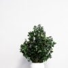 Potteplante Konserveret Pittosporum - Vedligeholdelsesfri og Bæredygtig 10 Potteplante Konserveret Pittosporum