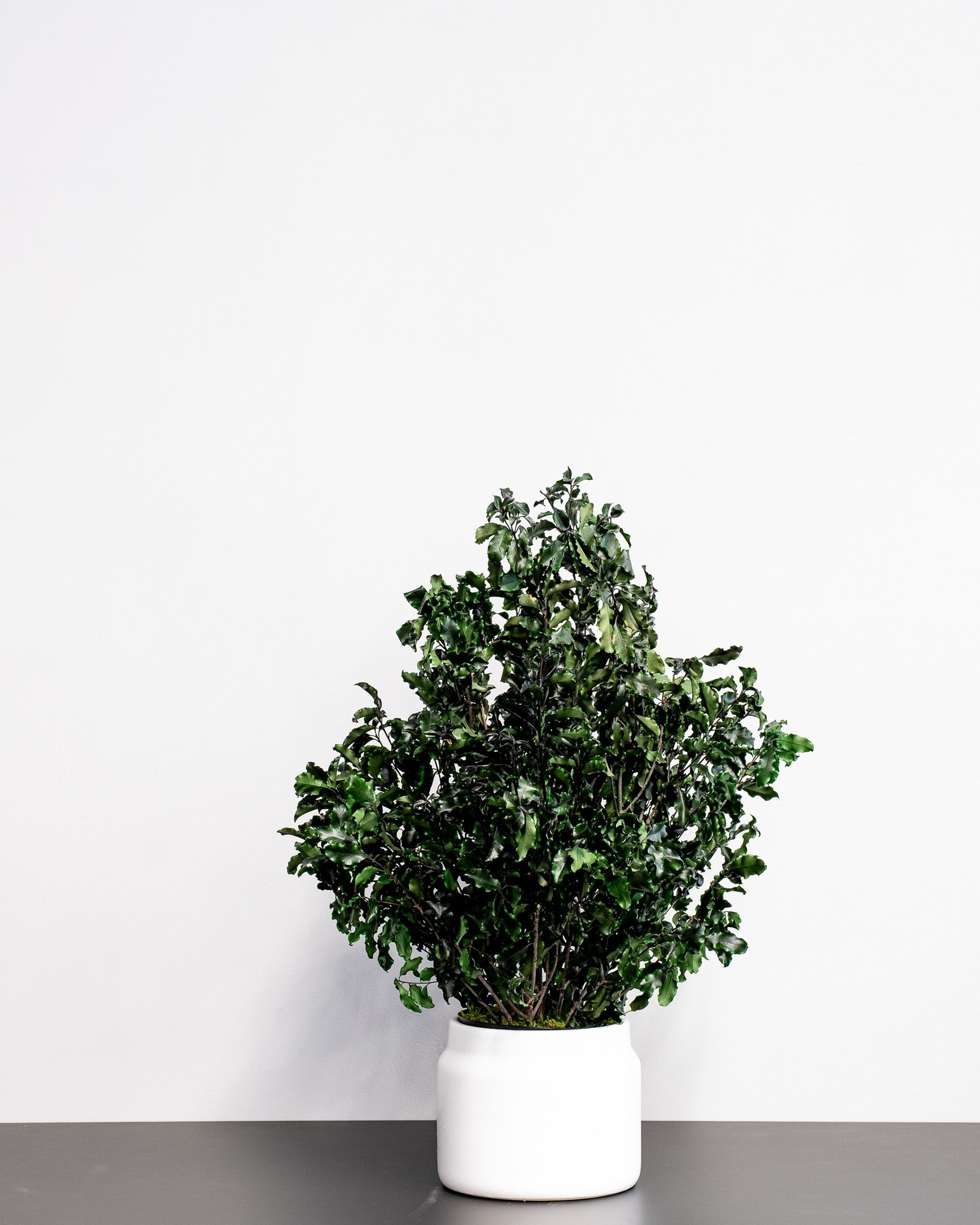 Potteplante Konserveret Pittosporum - Vedligeholdelsesfri og Bæredygtig 1 Potteplante Konserveret Pittosporum