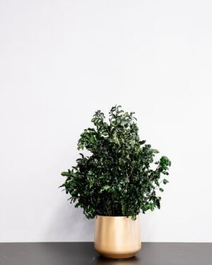 Potteplante Konserveret Pittosporum - Vedligeholdelsesfri og Bæredygtig 10 Potteplante Konserveret Pittosporum - Vedligeholdelsesfri og Bæredygtig - Billede 5