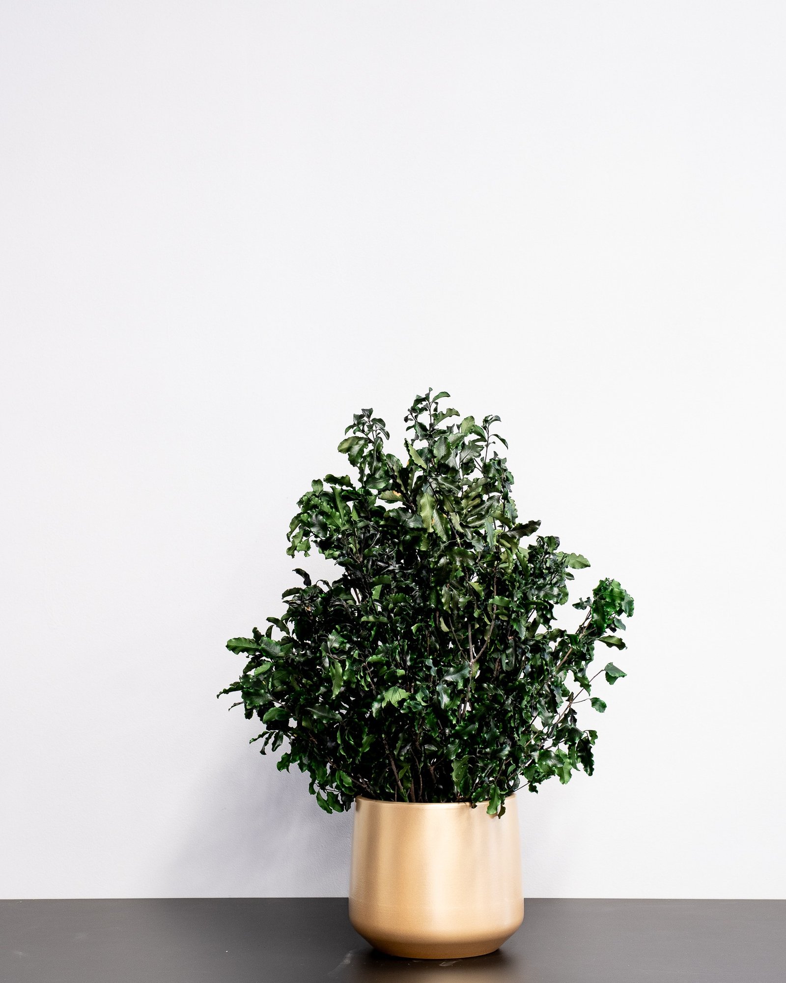 Potteplante Konserveret Pittosporum - Vedligeholdelsesfri og Bæredygtig 5 Potteplante Konserveret Pittosporum - Vedligeholdelsesfri og Bæredygtig - Billede 5
