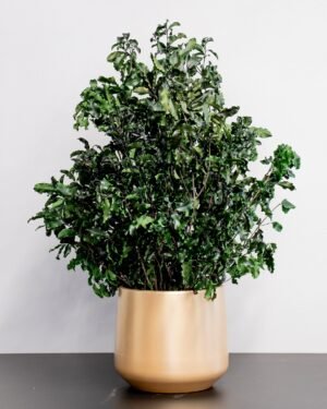 Potteplante Konserveret Pittosporum - Vedligeholdelsesfri og Bæredygtig 9 Potteplante Konserveret Pittosporum - Vedligeholdelsesfri og Bæredygtig - Billede 4