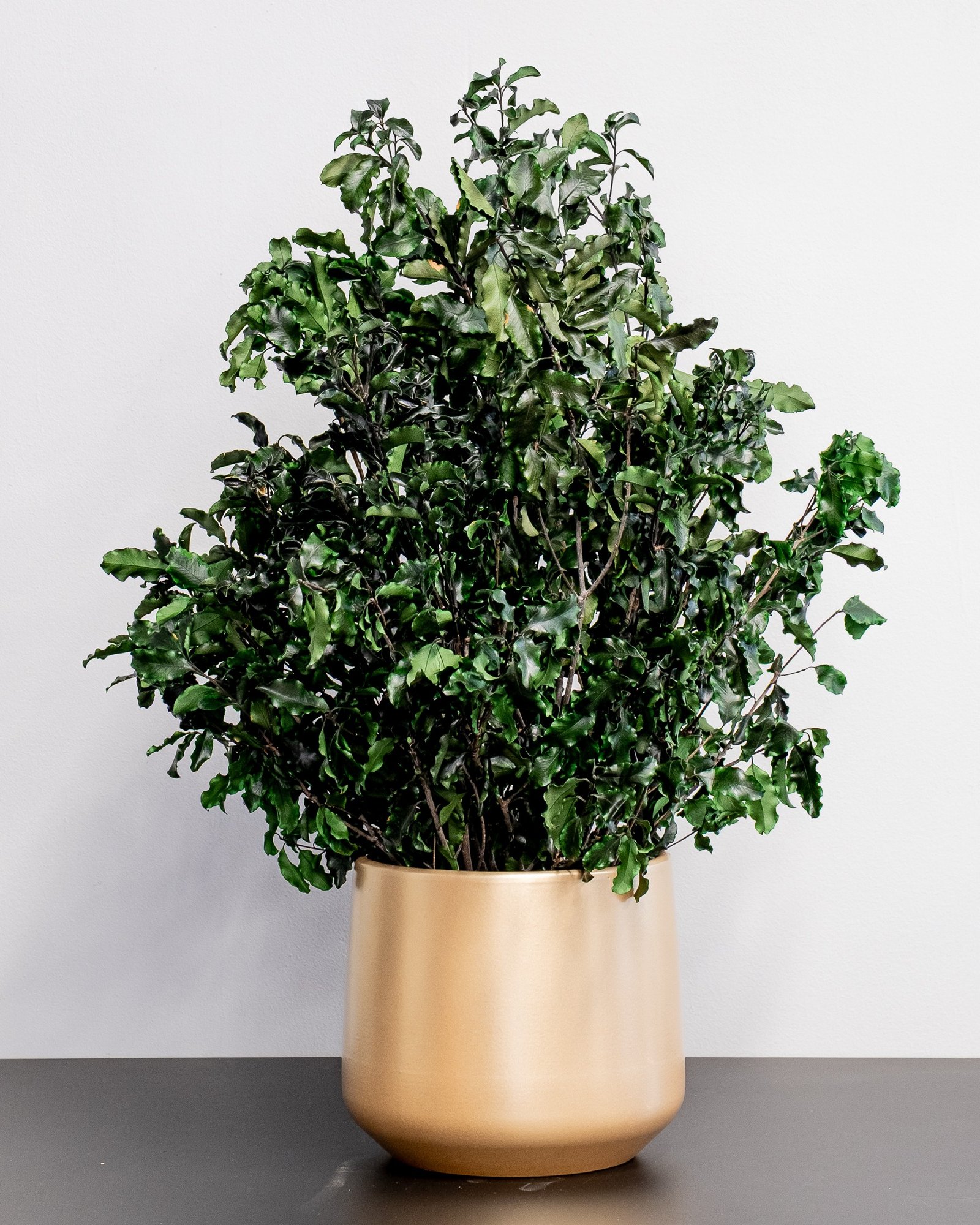 Potteplante Konserveret Pittosporum - Vedligeholdelsesfri og Bæredygtig 4 Potteplante Konserveret Pittosporum - Vedligeholdelsesfri og Bæredygtig - Billede 4