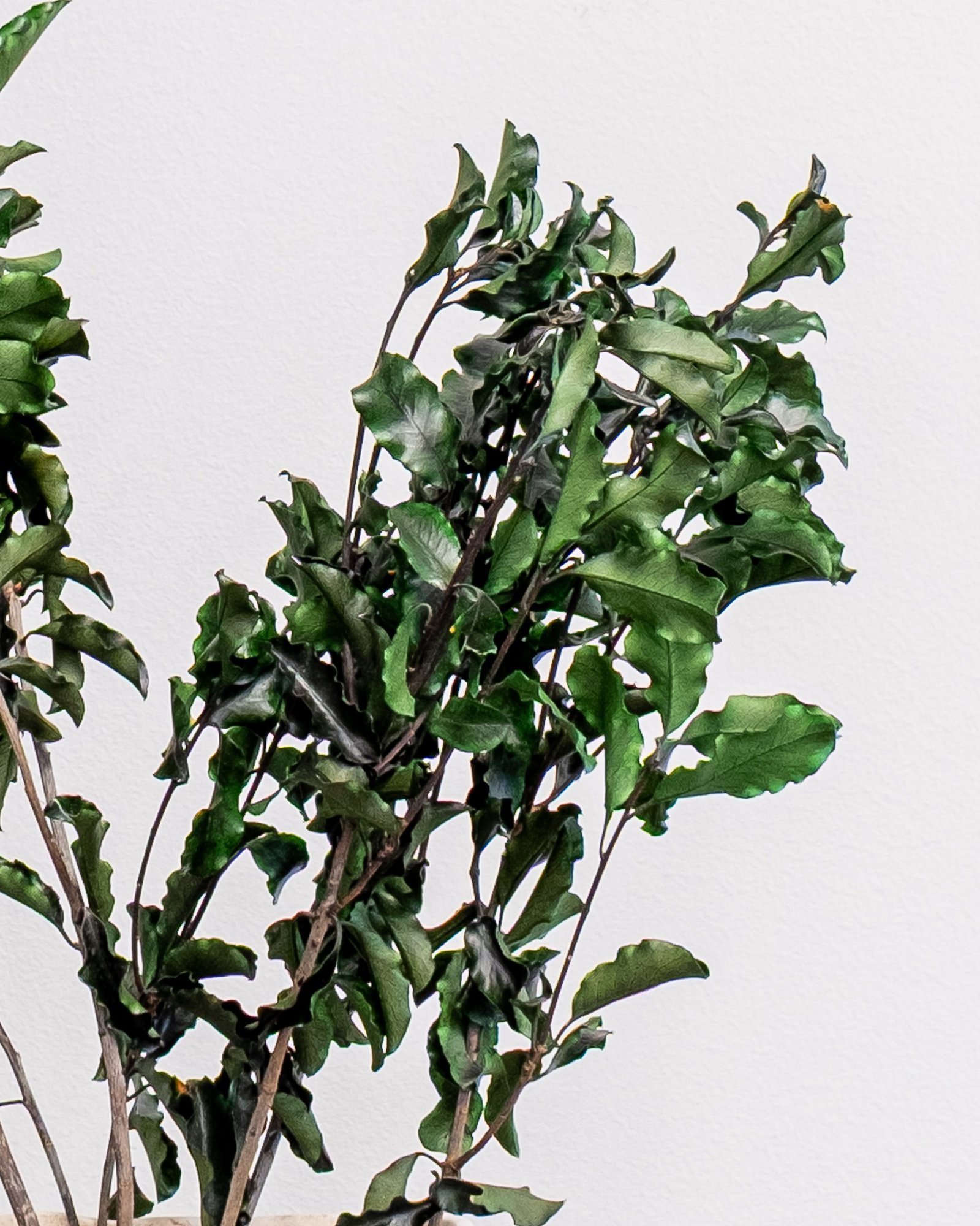 Potteplante Konserveret Pittosporum - Vedligeholdelsesfri og Bæredygtig 2 Pittosporum - Konserverade Växter