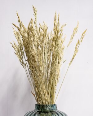 Eksklusiv Tørret Rughejre (Bromus secalinus) – Naturfarve (60 cm) 8 Eksklusiv Tørret Rughejre (Bromus secalinus) – Naturfarve (60 cm) - Billede 4