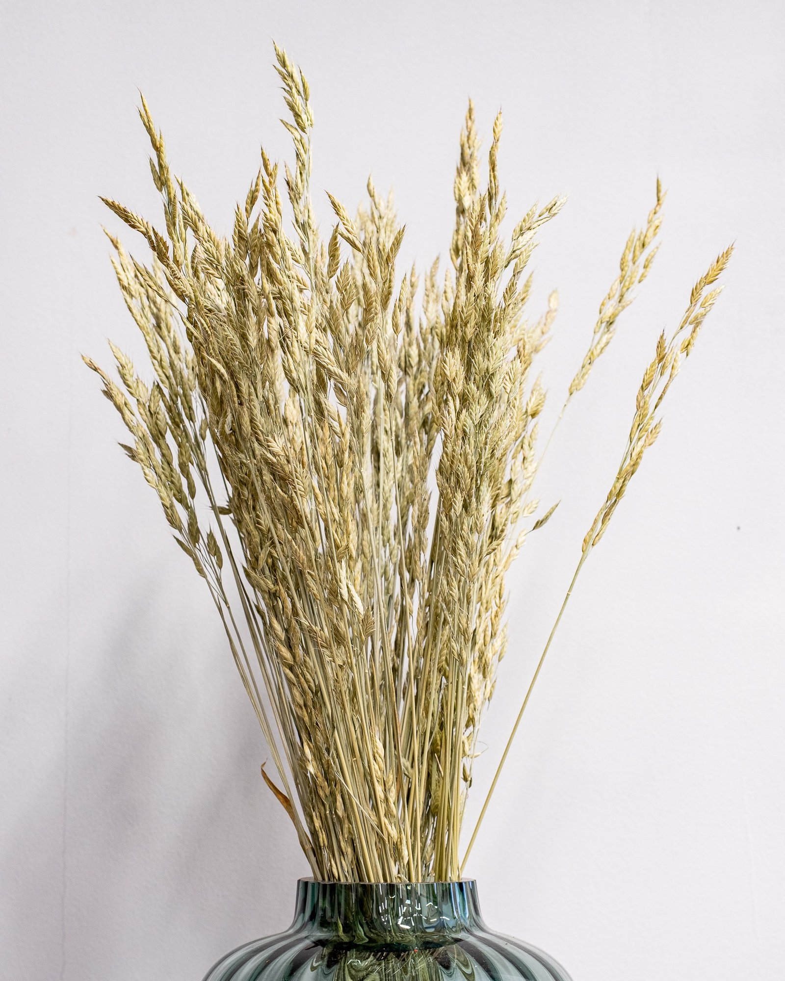 Eksklusiv Tørret Rughejre (Bromus secalinus) – Naturfarve (60 cm) 4 Eksklusiv Tørret Rughejre (Bromus secalinus) – Naturfarve (60 cm) - Billede 4