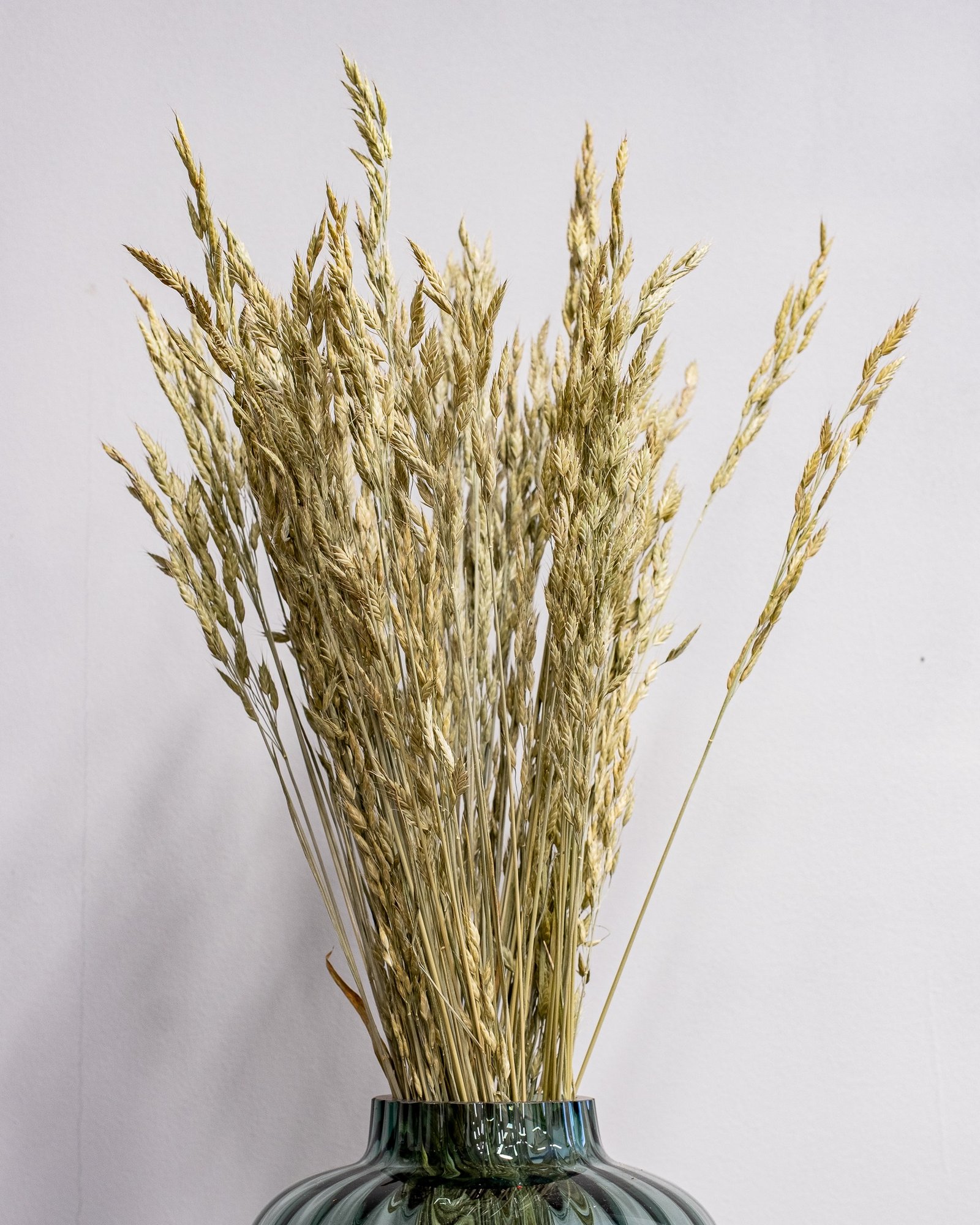 Eksklusiv Tørret Rughejre (Bromus secalinus) – Naturfarve (60 cm) 5 Eksklusiv Tørret Rughejre (Bromus secalinus) – Naturfarve (60 cm) - Billede 5