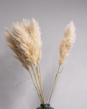Fluffy Pampasgræs Super – Imponerende Evighedsgræs (110–120 cm) - 3st - Billede 6