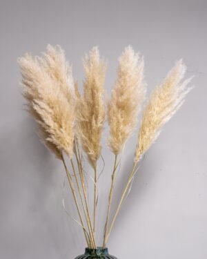 Fluffy Pampasgræs Super – Imponerende Evighedsgræs (110–120 cm) - 3st - Billede 8